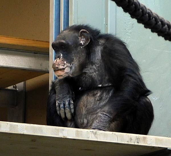Er&ouml;ffnung des 'MenschenaffenWald' im Zoo Krefeld