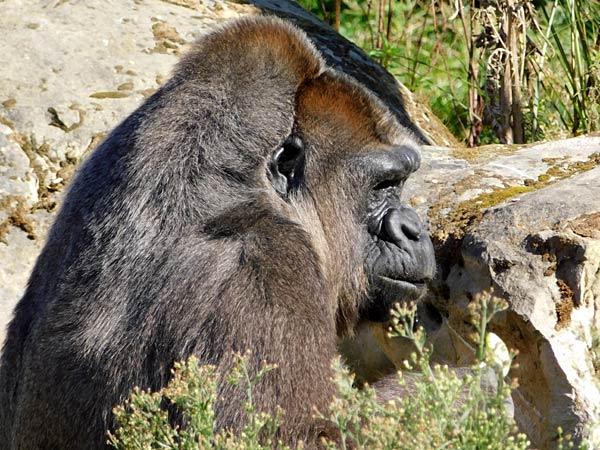 Er&ouml;ffnung des 'MenschenaffenWald' im Zoo Krefeld