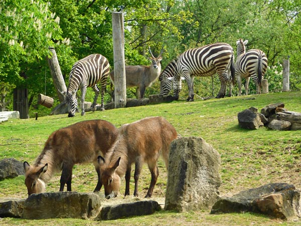 Allwetterzoo M&uuml;nster