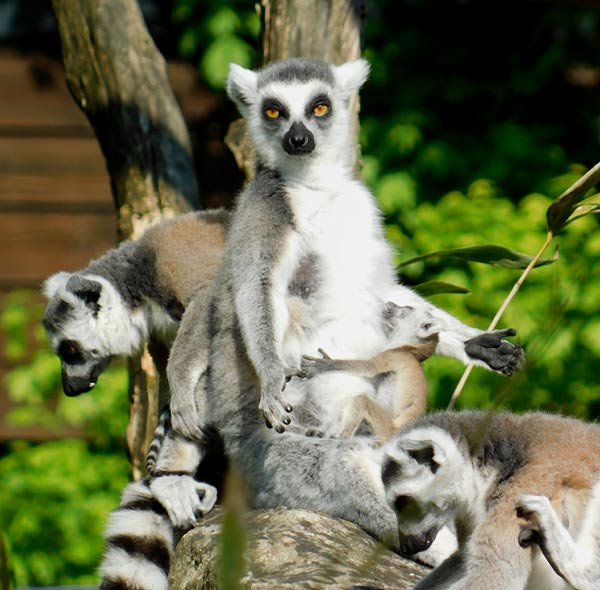 Allwetterzoo M&uuml;nster