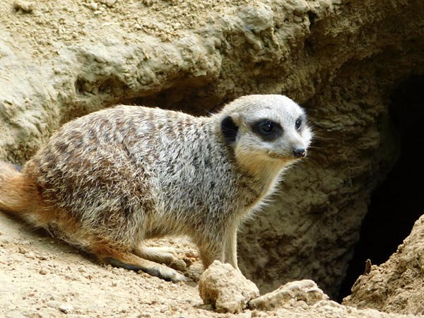Allwetterzoo M&uuml;nster
