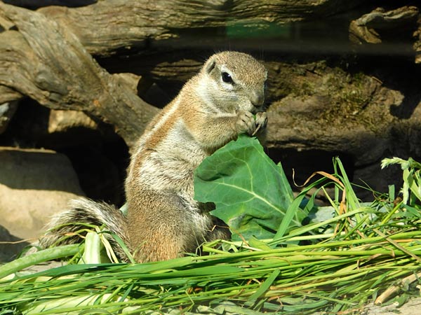 Allwetterzoo M&uuml;nster