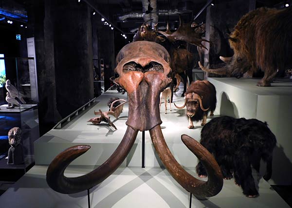 Ausstellung '&uuml;berLeben in der Eiszeit' im Ruhr Museum in Essen