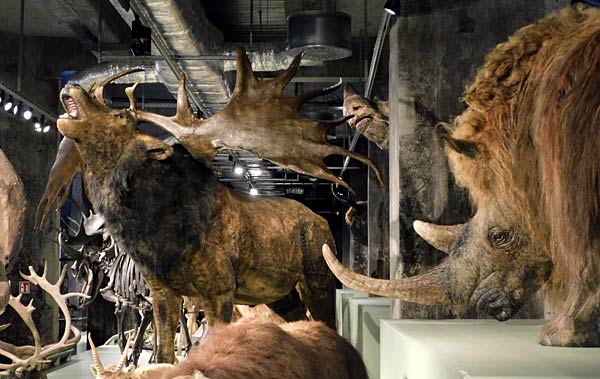 Ausstellung '&uuml;berLeben in der Eiszeit' im Ruhr Museum in Essen