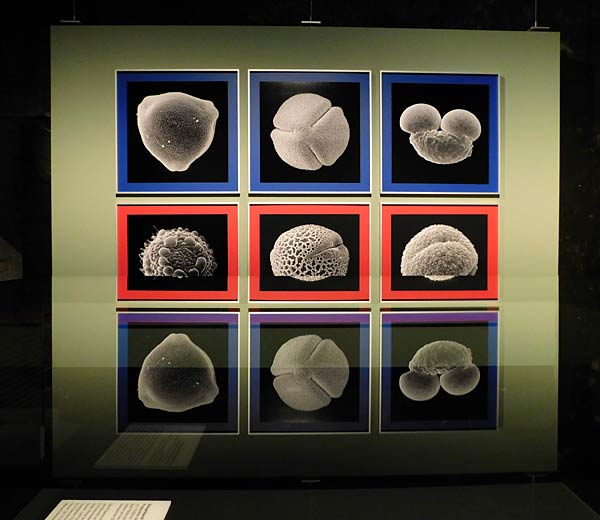 Ausstellung '&uuml;berLeben in der Eiszeit' im Ruhr Museum in Essen