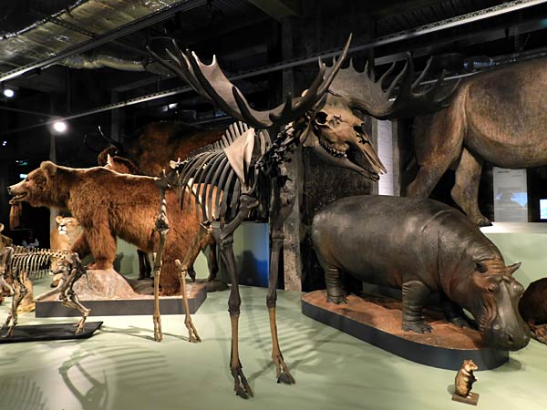 Ausstellung '&uuml;berLeben in der Eiszeit' im Ruhr Museum in Essen