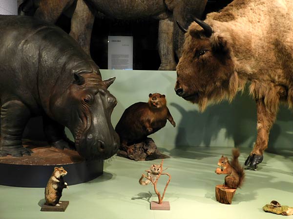 Ausstellung '&uuml;berLeben in der Eiszeit' im Ruhr Museum in Essen