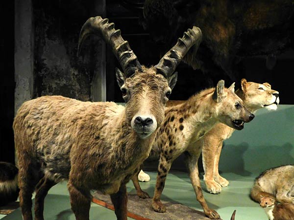 Ausstellung '&uuml;berLeben in der Eiszeit' im Ruhr Museum in Essen