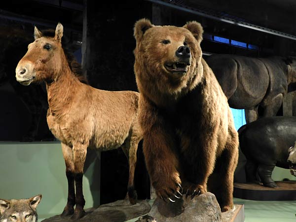 Ausstellung '&uuml;berLeben in der Eiszeit' im Ruhr Museum in Essen