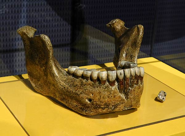 Ausstellung '&uuml;berLeben in der Eiszeit' im Ruhr Museum in Essen
