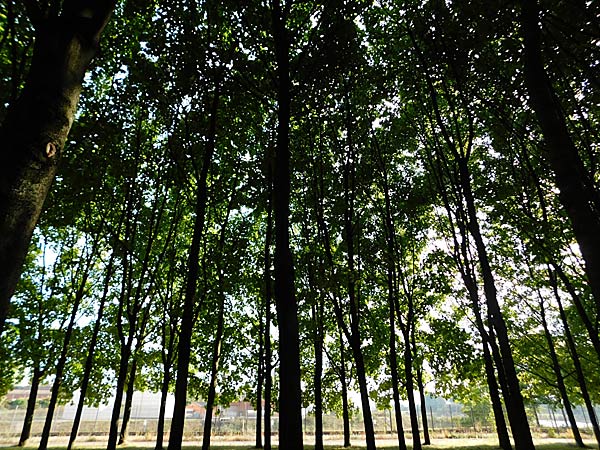 Rundgang &uuml;ber das IGA 2027 Gel&auml;nde im RheinPark in Duisburg