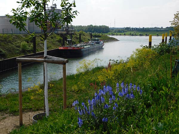 F&uuml;hrung durch die Baustelle des Kultushafen im Rheinpark in Duisburg mit der IGA 2027