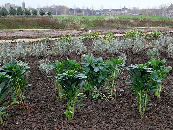 Pflanzung der ersten Rose im IGA-Zukunftsgarten Rheinpark in Duisburg durch die Steinfurther R&ouml;senk&ouml;nigin Theresa Hildebrand