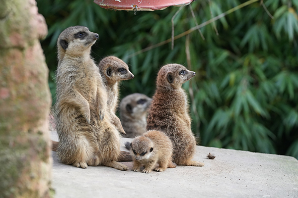 Reisetipp: Kleve am Niederrhein