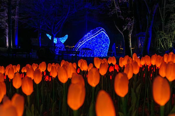 'Xmas Lights' 2025 im Allwetterzoo in M&uuml;nster