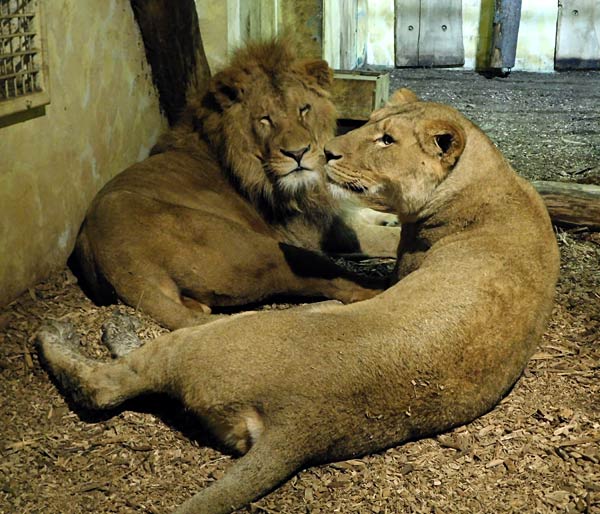 'Xmas Lights' 2025 im Allwetterzoo in Münster