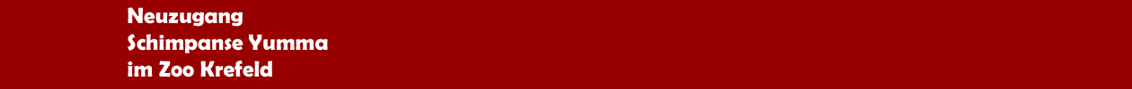 Neuzugang Schimpanse Yumma im Zoo Krefeld