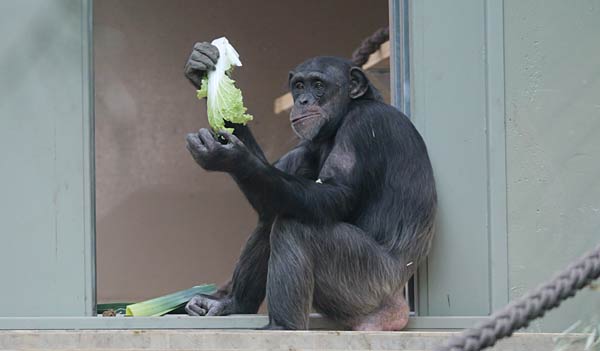 Neuzugang Schimpanse Yumma im Zoo Krefeld