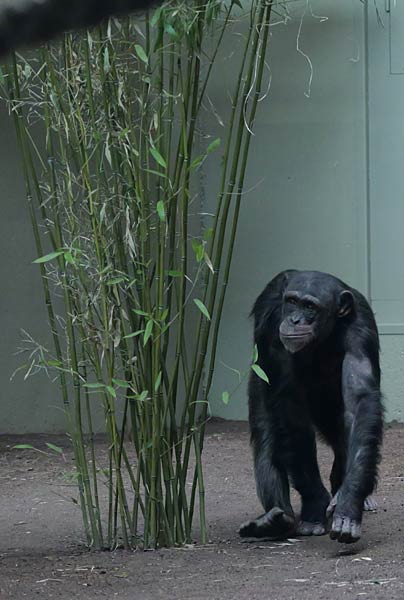 Neuzugang Schimpanse Yumma im Zoo Krefeld
