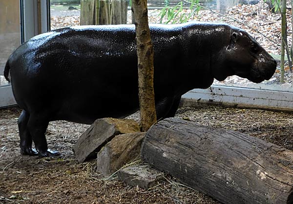 Spatenstich f&uuml;r eine neue Anlage der Zwergflusspferde im Zoo Duisburg