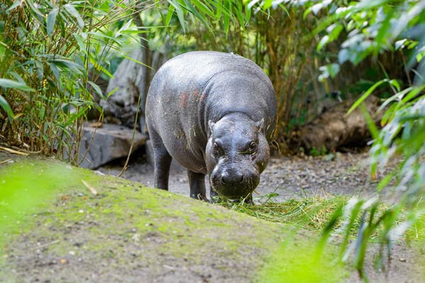 Spatenstich f&uuml;r eine neue Anlage der Zwergflusspferde im Zoo Duisburg