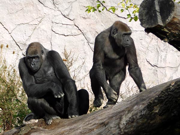 Eröffnung des 'MenschenaffenWald' im Zoo Krefeld