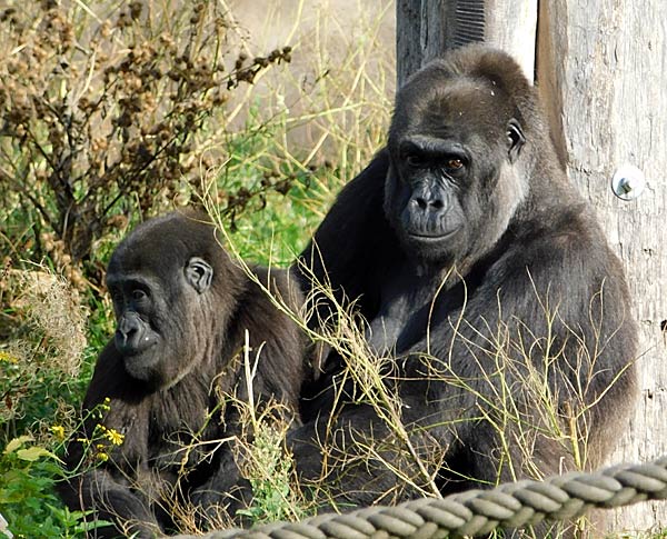 Eröffnung des 'MenschenaffenWald' im Zoo Krefeld