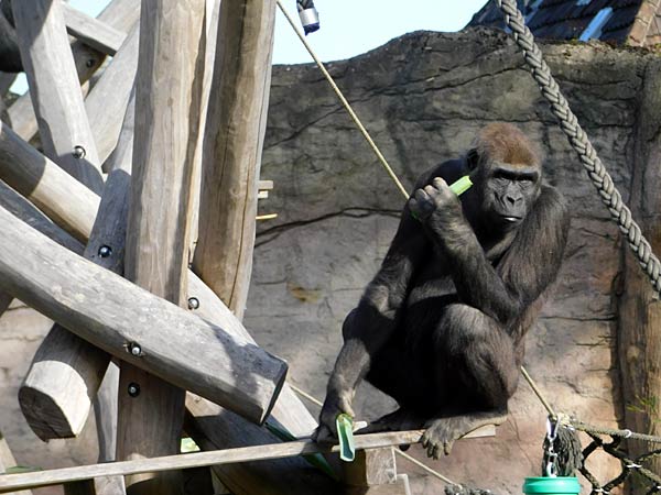 Eröffnung des 'MenschenaffenWald' im Zoo Krefeld