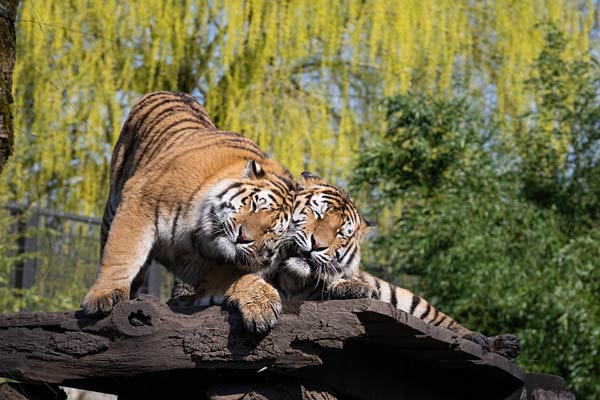 Umzug zweier Tiger vom Allwetterzoo M&uuml;nster nach Berlin