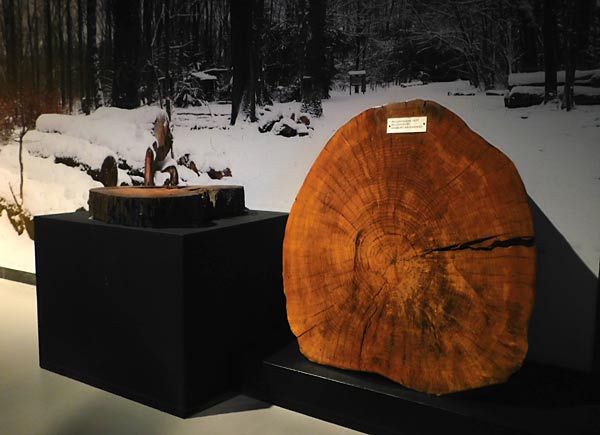 Ausstellung 'Geschichten aus dem Duisburger Wald' im Kultur- und Stadthistorischen Musuem in Duisburg