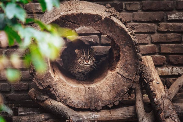 neues Gehege der Fischkatzen im Zoo Duisburg