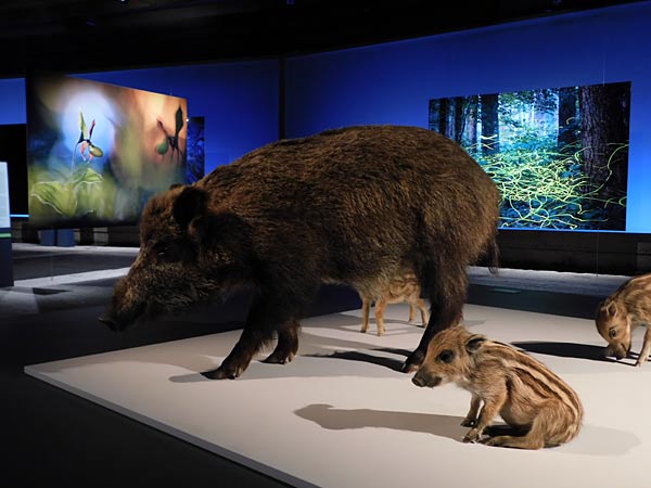 Vortrag zu 'Der Wald, das Klima und die Biodiversit&auml;t' von Jan Haft im Gasometer Oberhausen
