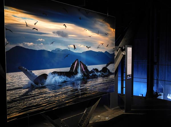 Vortrag 'Scharfzähnig und Flossenstark  Abenteuer Unterwasserfilm' von Christina Karliczek Skoglund im Gasometer Oberhausen