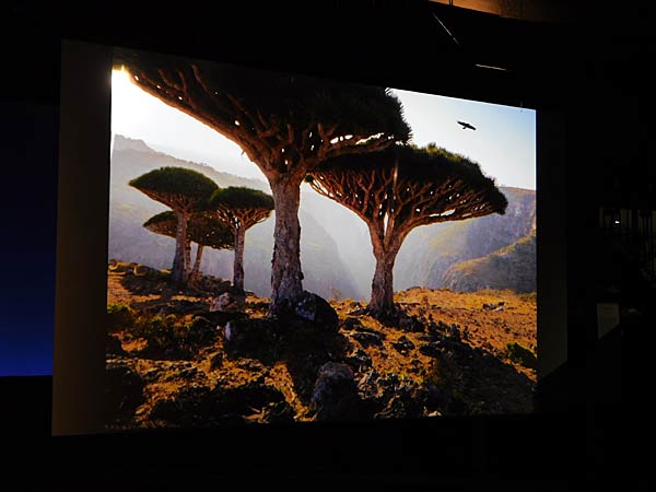 Ausstellung 'Mythos Wald' im Gasometer Oberhausen