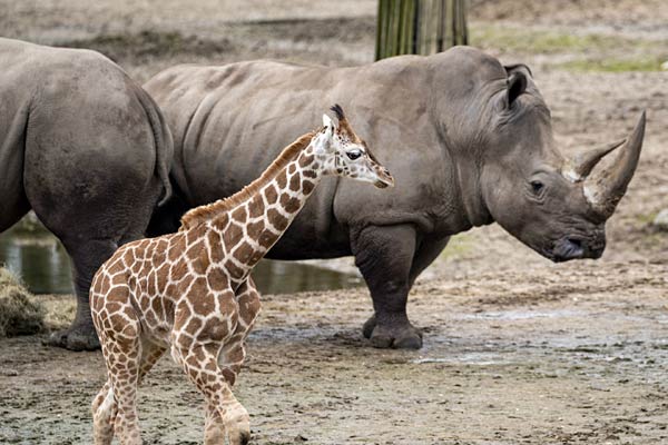 Nachwuchs bei den Giraffen im Burgers' Zoo in Arnheim