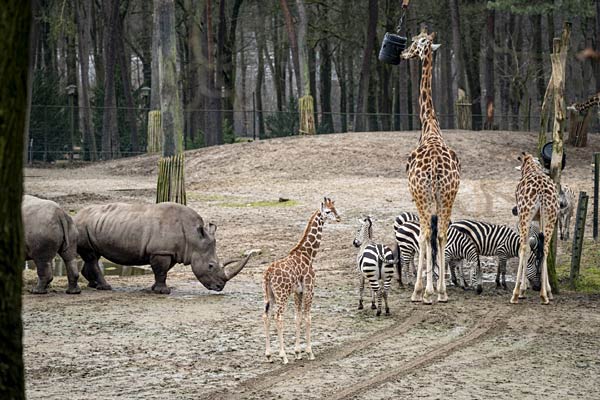 Nachwuchs bei den Giraffen im Burgers' Zoo in Arnheim