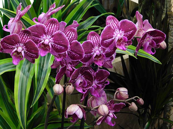 Messe 'IPM' 2026 in Essen