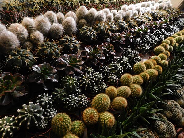 Messe 'IPM' 2026 in Essen