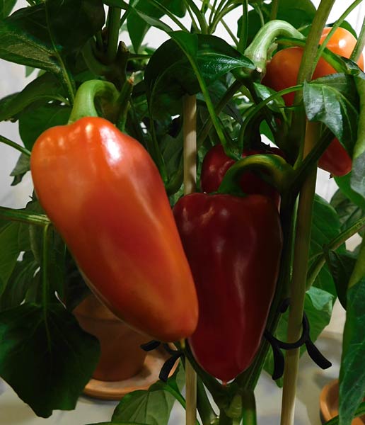 Messe 'IPM' 2026 in Essen