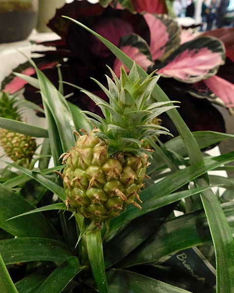 Messe 'IPM' 2026 in Essen