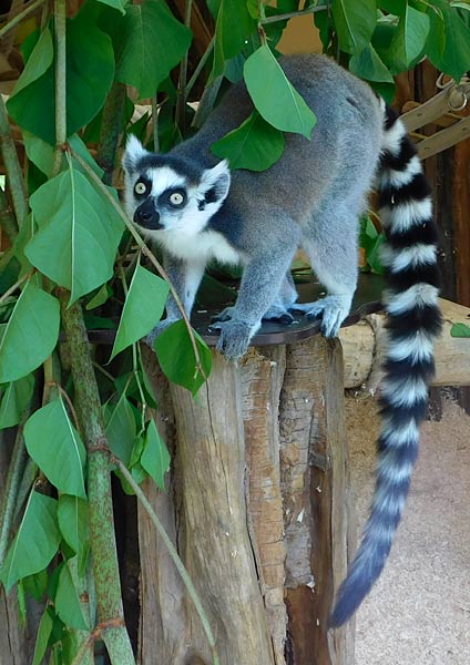 Katta-Nachwuchs im Tierpark Bochum