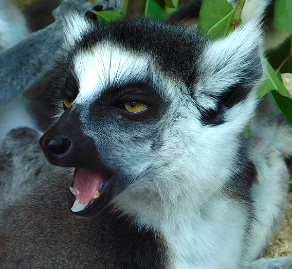 Katta-Nachwuchs im Tierpark Bochum