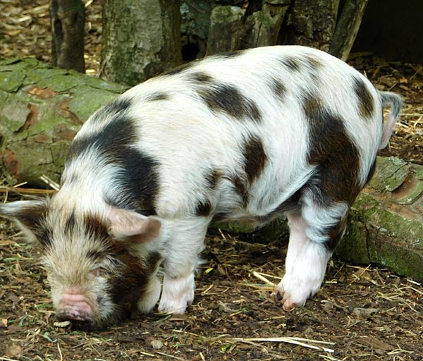 Katta-Nachwuchs im Tierpark Bochum