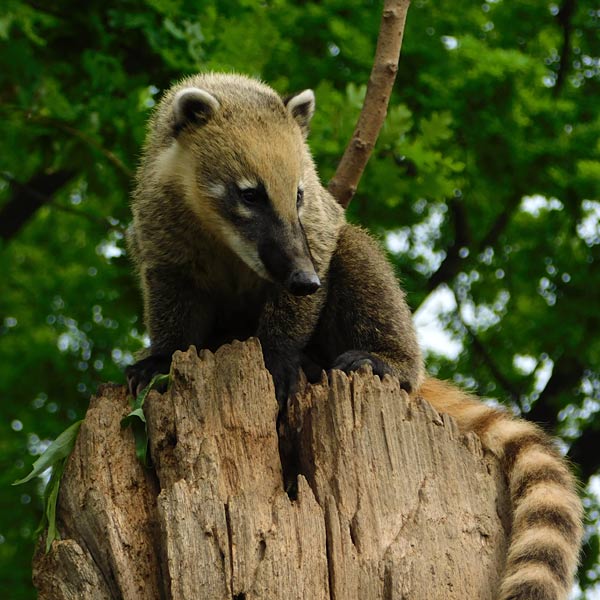 Katta-Nachwuchs im Tierpark Bochum