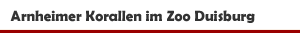 Umzug von Korallen aus dem Burgers Zoo Arnheim in den Zoo Duisburg
