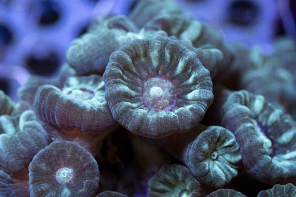 Umzug von Korallen aus dem Burgers Zoo Arnheim in den Zoo Duisburg