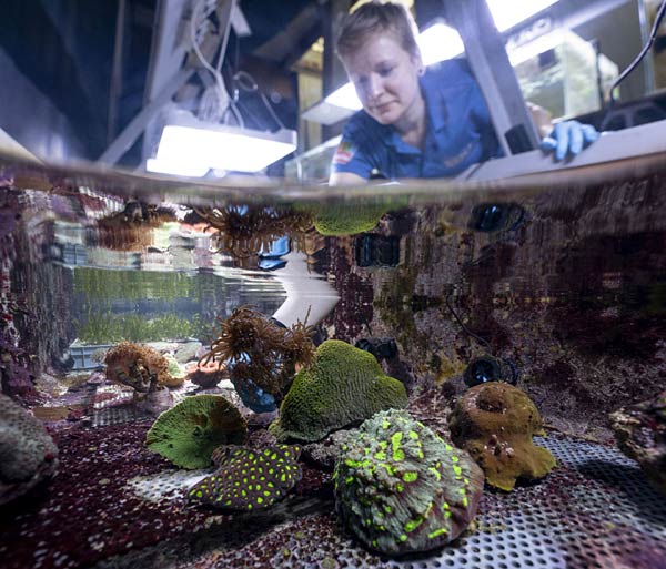 Umzug von Korallen aus dem Burgers Zoo Arnheim in den Zoo Duisburg