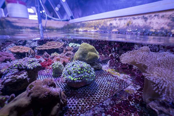 Umzug von Korallen aus dem Burgers Zoo Arnheim in den Zoo Duisburg