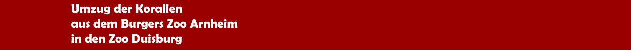 Umzug von Korallen aus dem Burgers Zoo Arnheim in den Zoo Duisburg
