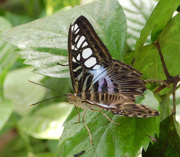 Besuch im Schmmetterlingshaus im Zoo Krefeld